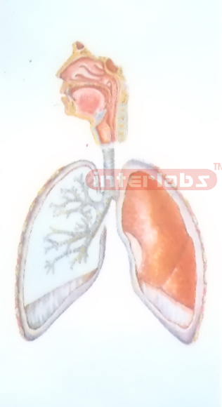 HANGIMG GENERAL ARRANGNEMENT MODEL OF RESPIRATORY SYSTEM